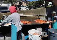 Whale Watching Depoe Bay LONG LEADER ROCKFISH